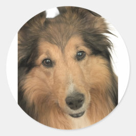 Sheltie Stickers