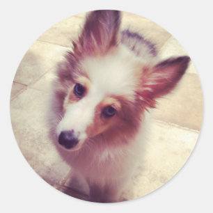 Sheltie Stickers