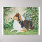 Sheltie Summer Poster (Vorne)