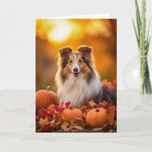 Sheltie Thanksgiving Feiertagskarte