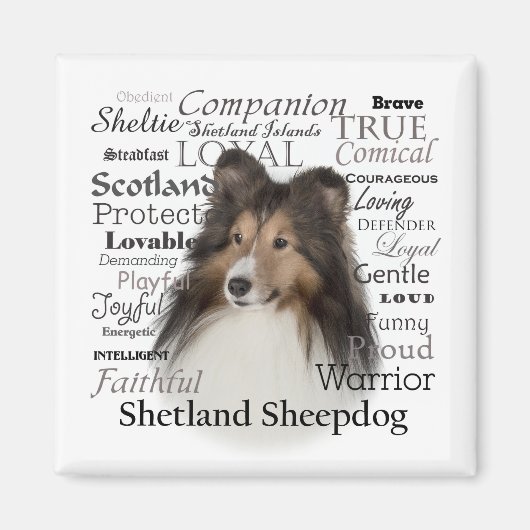 Sheltie Traits Magnet (Vorne)