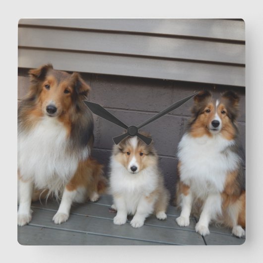 Sheltie Trio Wall Clokd Quadratische Wanduhr (Vorderseite)