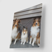 Sheltie Trio Wall Clokd Quadratische Wanduhr (Winkel)