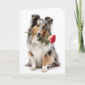 Sheltie Valentine Karte (Vorderseite)