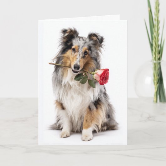 Sheltie Valentine Karte (Vorderseite)
