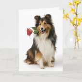 Sheltie Valentinstag Karte (Gelbe Blume)