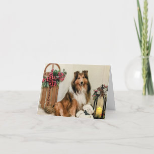 Sheltie Weihnachten