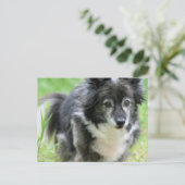 Sheltie Welpe Hund Postkarte (Stehend Vorderseite)