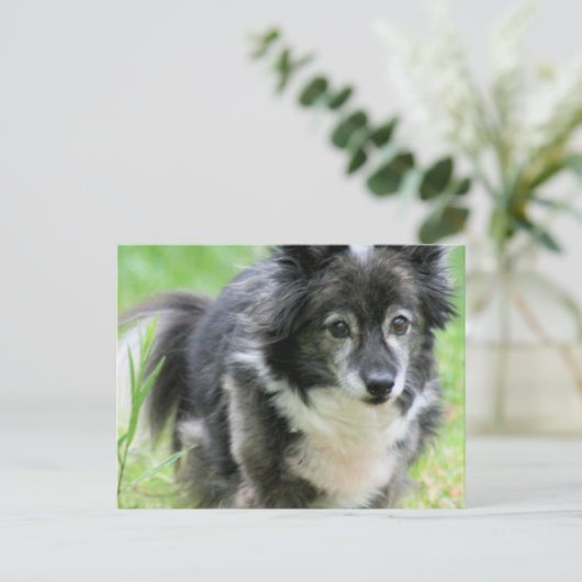 Sheltie Welpe Hund Postkarte (Stehend Vorderseite)