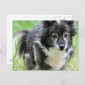 Sheltie Welpe Hund Postkarte (Vorne/Hinten)