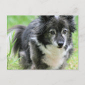 Sheltie Welpe Hund Postkarte (Vorderseite)