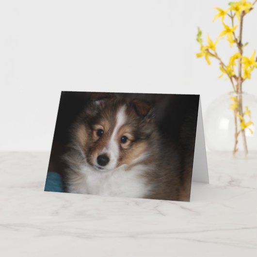 Sheltie Welpe Karte (Gelbe Blume)
