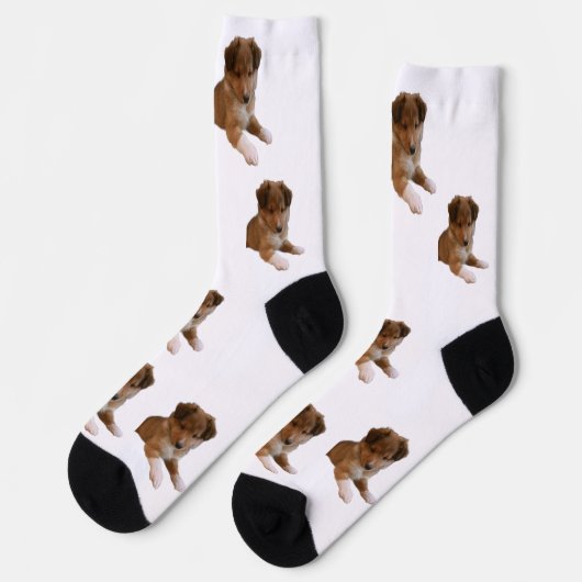 Sheltie-Welpe Socken (Linkes Detail)