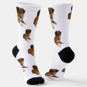 Sheltie-Welpe Socken (Gewinkelt)