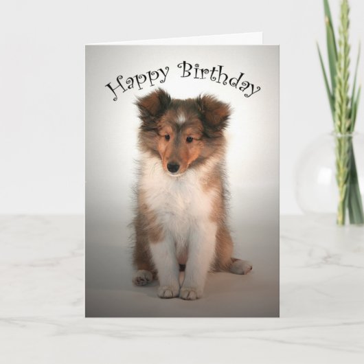 Sheltie Welppy Birthday Card Karte (Vorderseite)