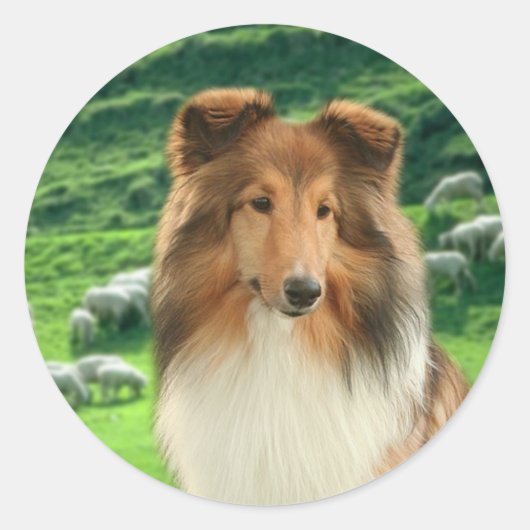 Shelties Lead #2 Stickers (Vorderseite)