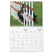 Shelties u. spinnt Agility-Kalender Kalender (Mär 2026)