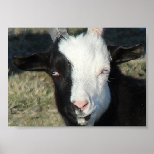 Shelton Goat Farm Poster (Vorne)