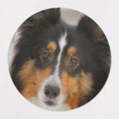 Shelty Etiketten (Design 2)