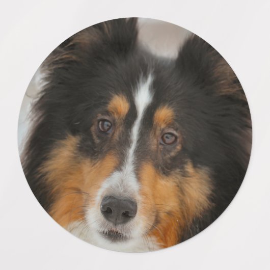 Shelty Etiketten (Design 2)