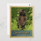 Shenandoah Nationalpark Vintager Bär Postkarte (Vorne/Hinten)
