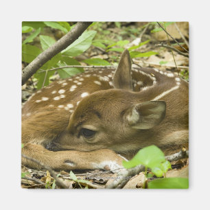 Shenandoah NP, Virginia, USA Magnet