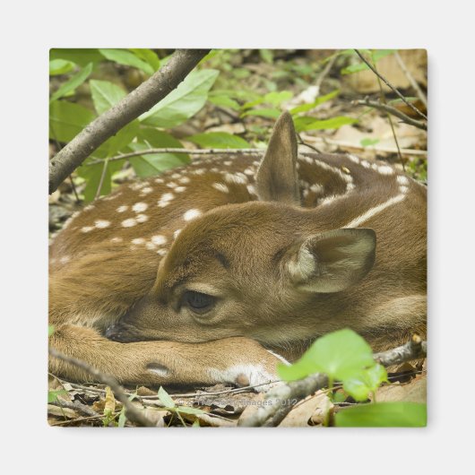 Shenandoah NP, Virginia, USA Magnet (Vorne)
