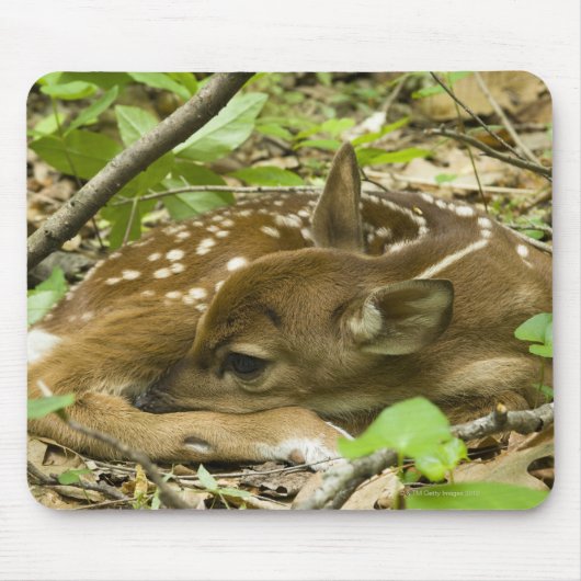 Shenandoah NP, Virginia, USA Mousepad (Vorne)