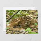 Shenandoah NP, Virginia, USA Postkarte (Vorne/Hinten)