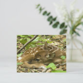 Shenandoah NP, Virginia, USA Postkarte (Stehend Vorderseite)