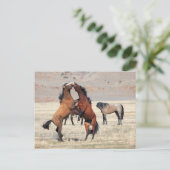 Shenanigans Postkarte (Stehend Vorderseite)