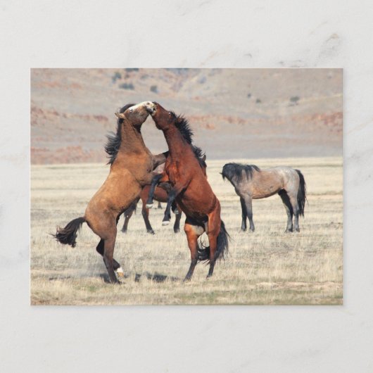 Shenanigans Postkarte (Vorderseite)