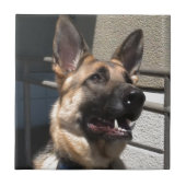 Shep Fliese (Vorderseite)