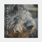 Shepadoodle Closeup Profil Hunde Rasse fotografisc Magnet (Vorne)