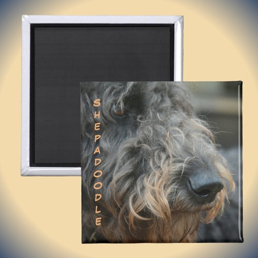 Shepadoodle Closeup Profil Hunde Rasse fotografisc Magnet