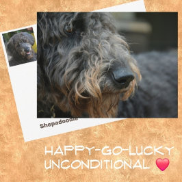 Shepadoodle Dog Fotografisches Portrait Postkarte