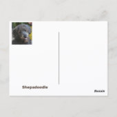 Shepadoodle Dog Fotografisches Portrait Postkarte (Rückseite)