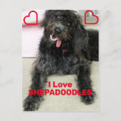 Shepadoodle Postkarte (Vorderseite)