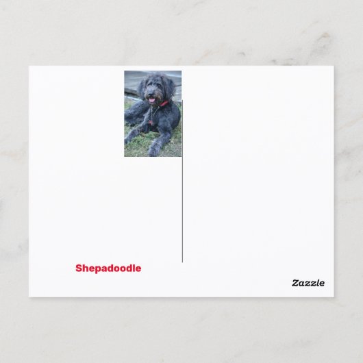 Shepadoodle Postkarte (Rückseite)