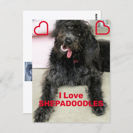 Shepadoodle Postkarte (Vorne/Hinten)
