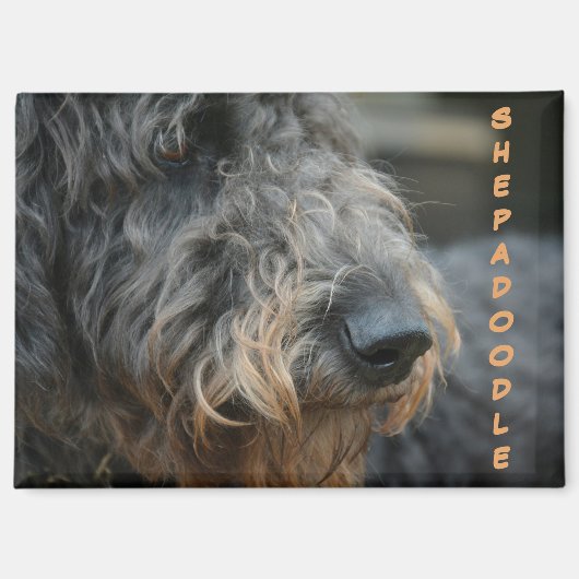 Shepadoodle-Profil Fotografisches Portrait Magnet (Vorderseite)