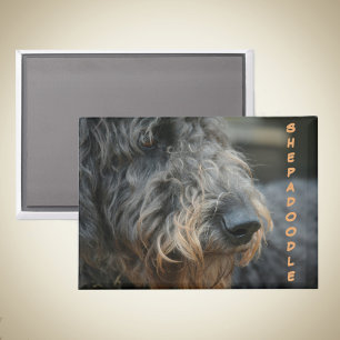 Shepadoodle-Profil Fotografisches Portrait Magnet