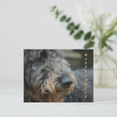 Shepadoodle-Profil Schließen Fotografische Postkar Postkarte (Stehend Vorderseite)