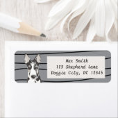 Shepherd Border Collie (Insitu)