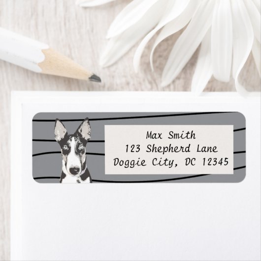 Shepherd Border Collie (Insitu)