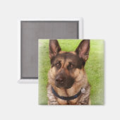 Shepherd Dog Square Magnet (Vorderseite/Rückseite)