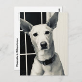 Shepherd Mix Dog Foto Postkarte (Vorne/Hinten)