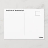 Shepherd Mix Dog Foto Postkarte (Rückseite)