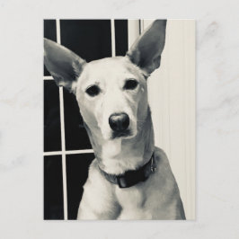 Shepherd Mix Dog Foto Postkarte
