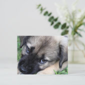 Shepherd Puppy Foto Postkarte (Stehend Vorderseite)